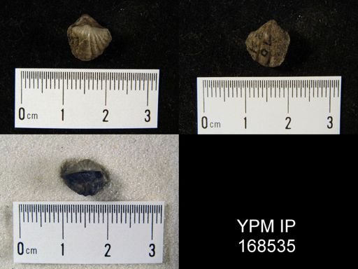 Crispella vanuxemi prognosticus