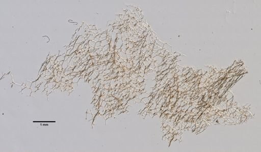 Spongia graminea
