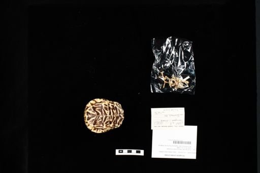 Terrapene ornata ornata