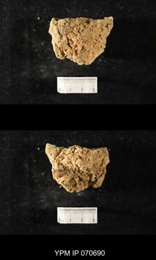 Favosites? louisvillensis