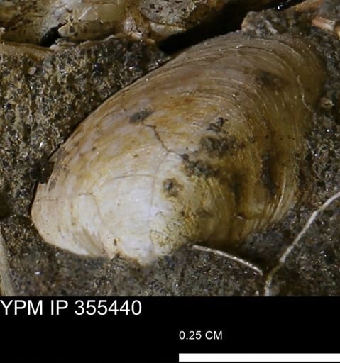 Limopsis sp.