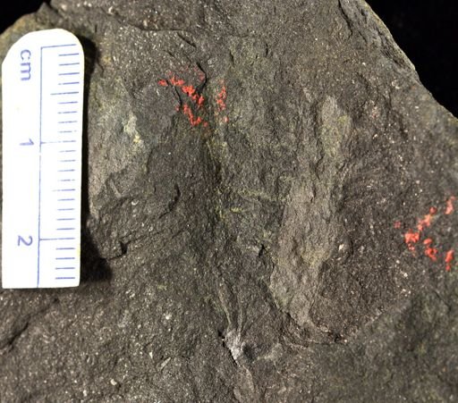 Drepanophycus sp.