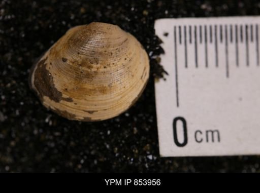 Limopsis striatopunctatus