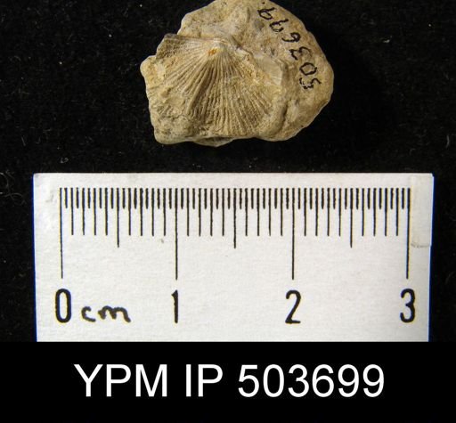 Derbya crassa