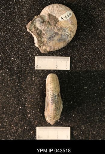 Hoploscaphites nicolletii