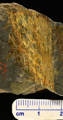 Drepanophycus sp.
