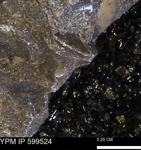 Protocardia subquadrata