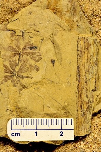 Sphenophyllum sp.