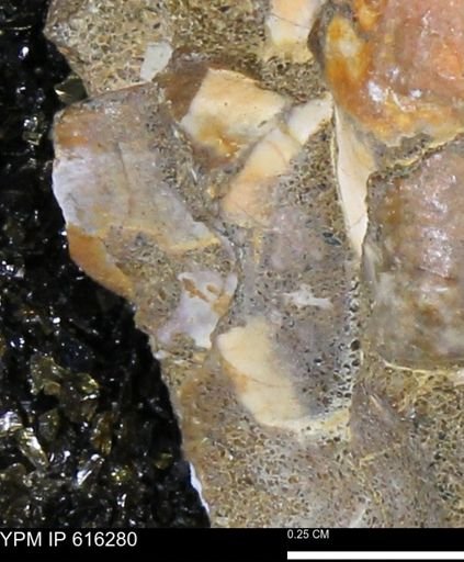 Protocardia subquadrata