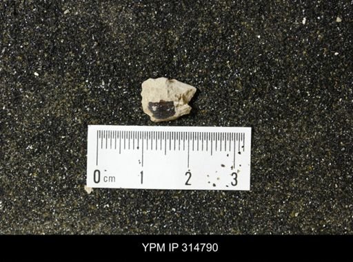 undet. Mollusca