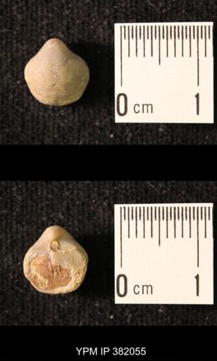 Ambocoelia planoconvexa