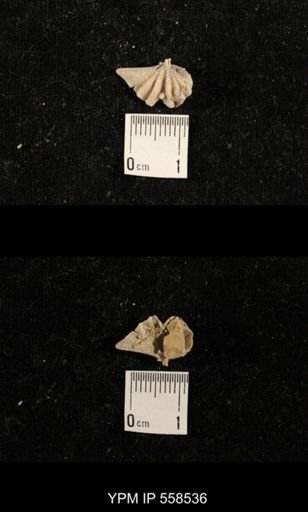 Punctospirifer sp.
