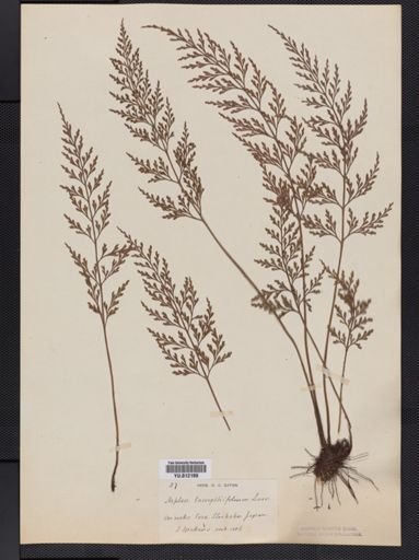 Asplenium