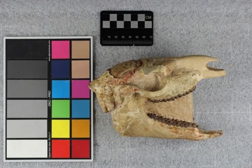 Mesohippus bairdi