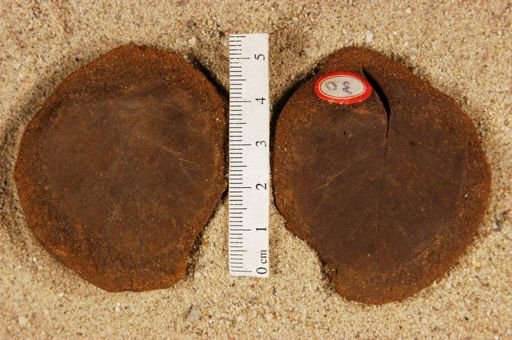 Betulites westii var. lanceolatum
