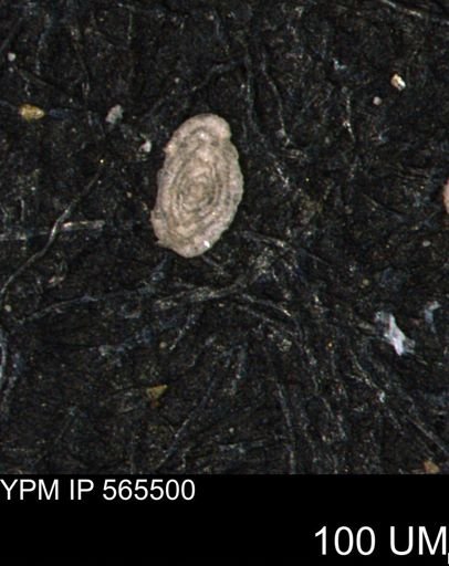 Spirolocammina planula