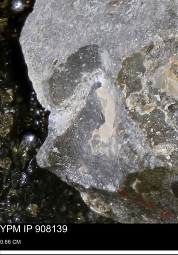undet. Mollusca