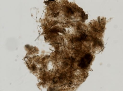 Iophon rayae