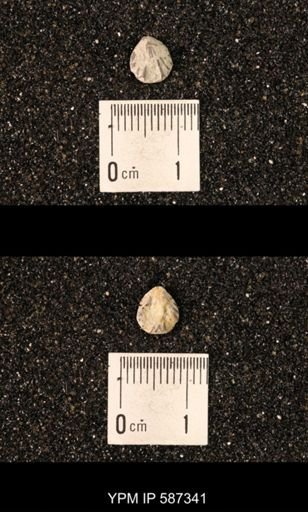Camarotoechia whitei
