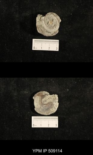 Paraliospira helena