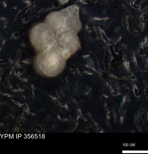 undet. Foraminiferida
