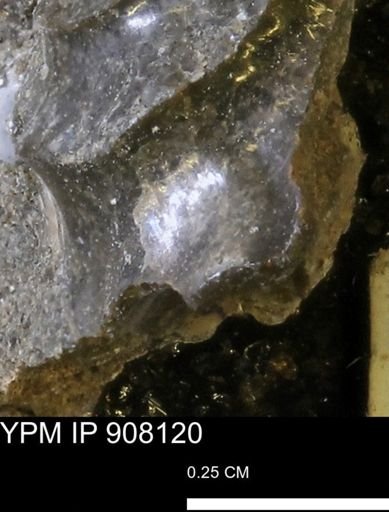undet. Scaphitidae