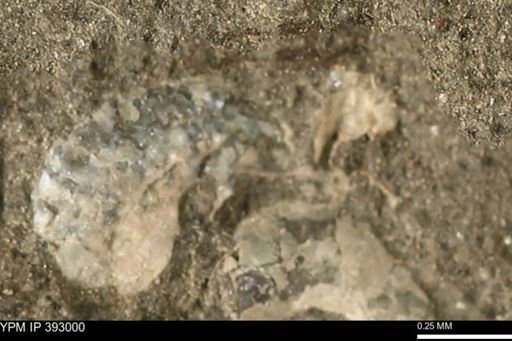 Scaphites sp.