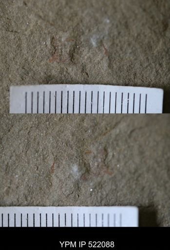 undet. Arthropoda
