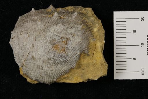 Linoproductus prattenianus