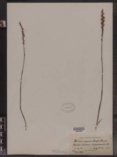 Spiranthes lacera var. gracilis