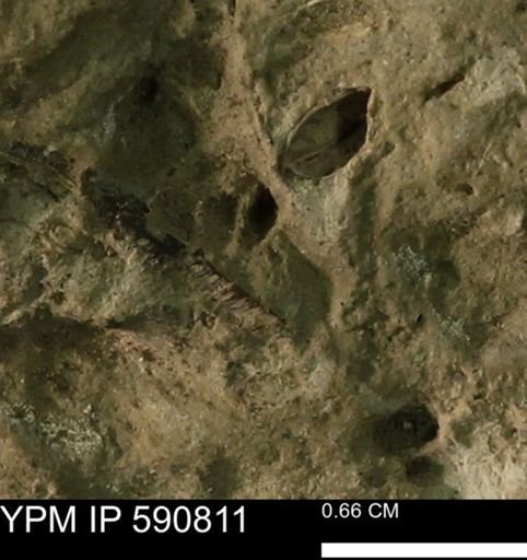 undet. Bivalvia