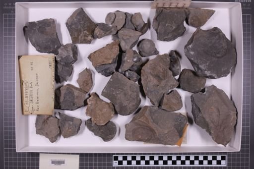 mixed taxa, stratigraphic collection