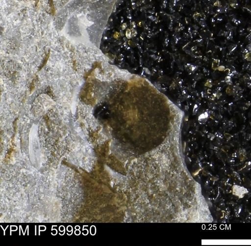 Protocardia subquadrata