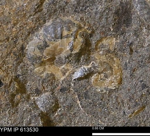 Scaphites sp.