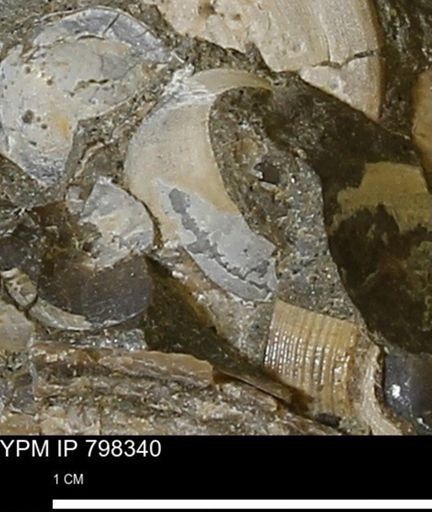 Protocardia