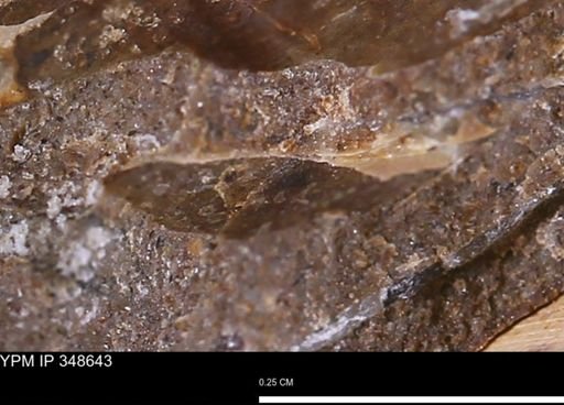 undet. Mollusca