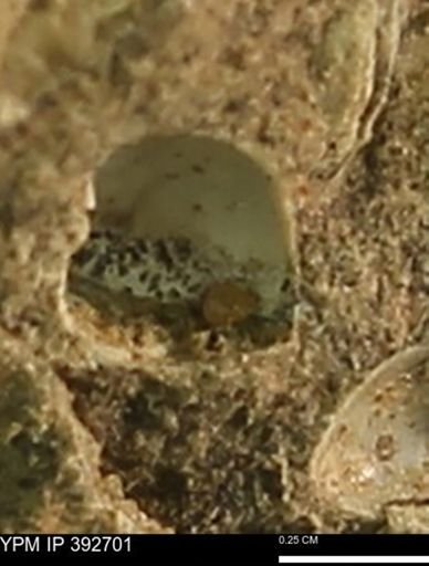 Protocardia subquadrata