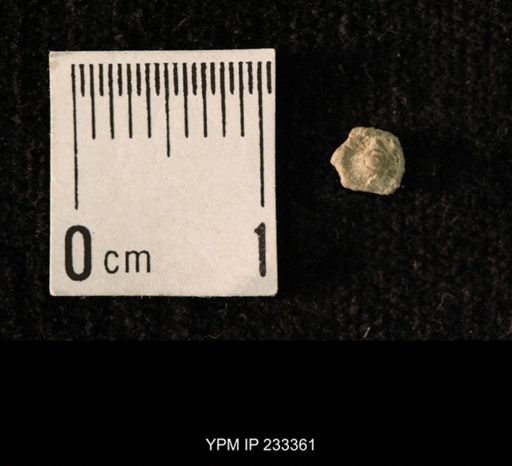 Archaeocidaris sp.
