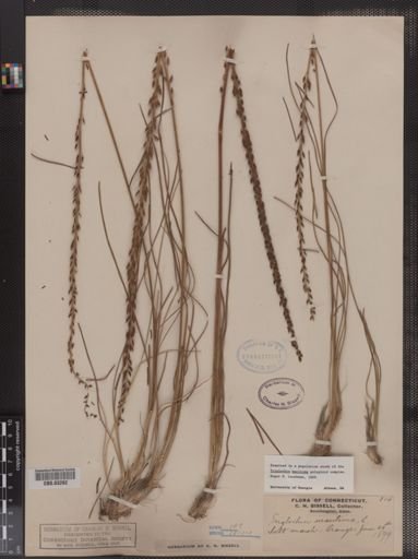 Triglochin maritima