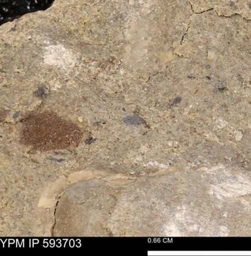 Baculites sp.