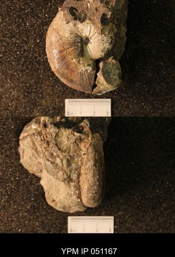Hoploscaphites nicolletii