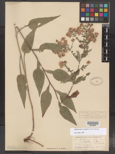 Symphyotrichum cordifolium