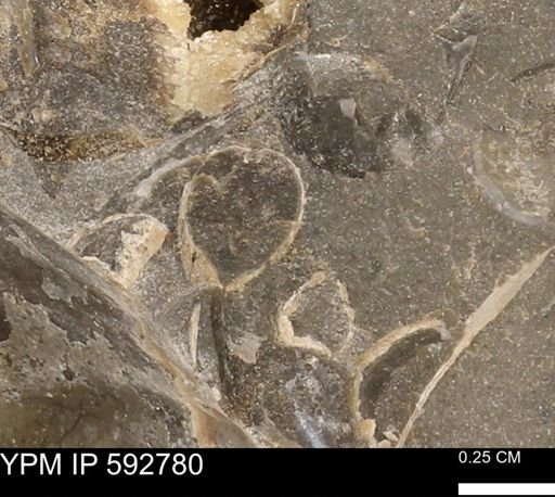 undet. Bivalvia