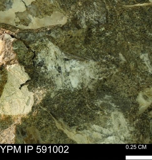 undet. Bivalvia