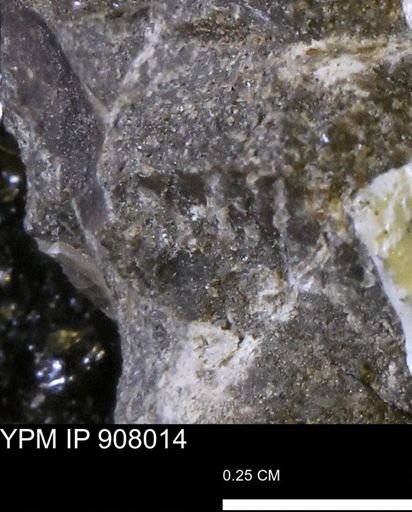 undet. Mollusca