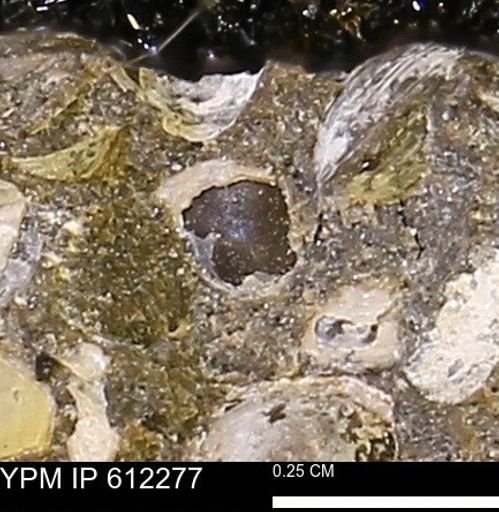 undet. Bivalvia