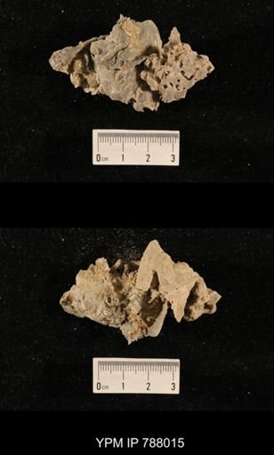 taxon undetermined