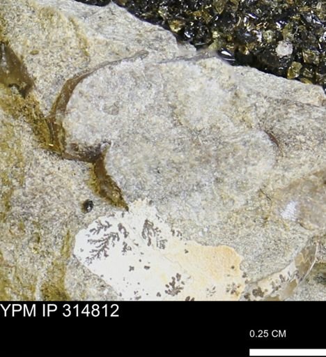 undet. Mollusca