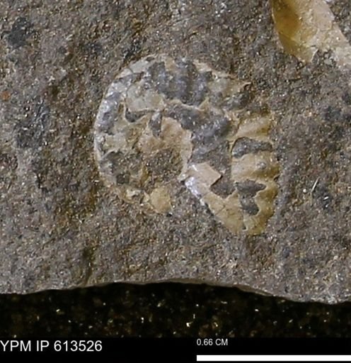 Scaphites sp.