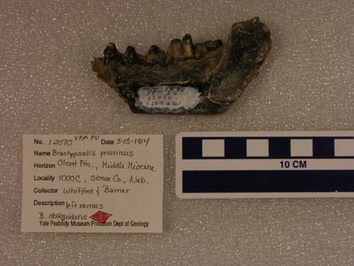 Brachypsalis obliquidens
